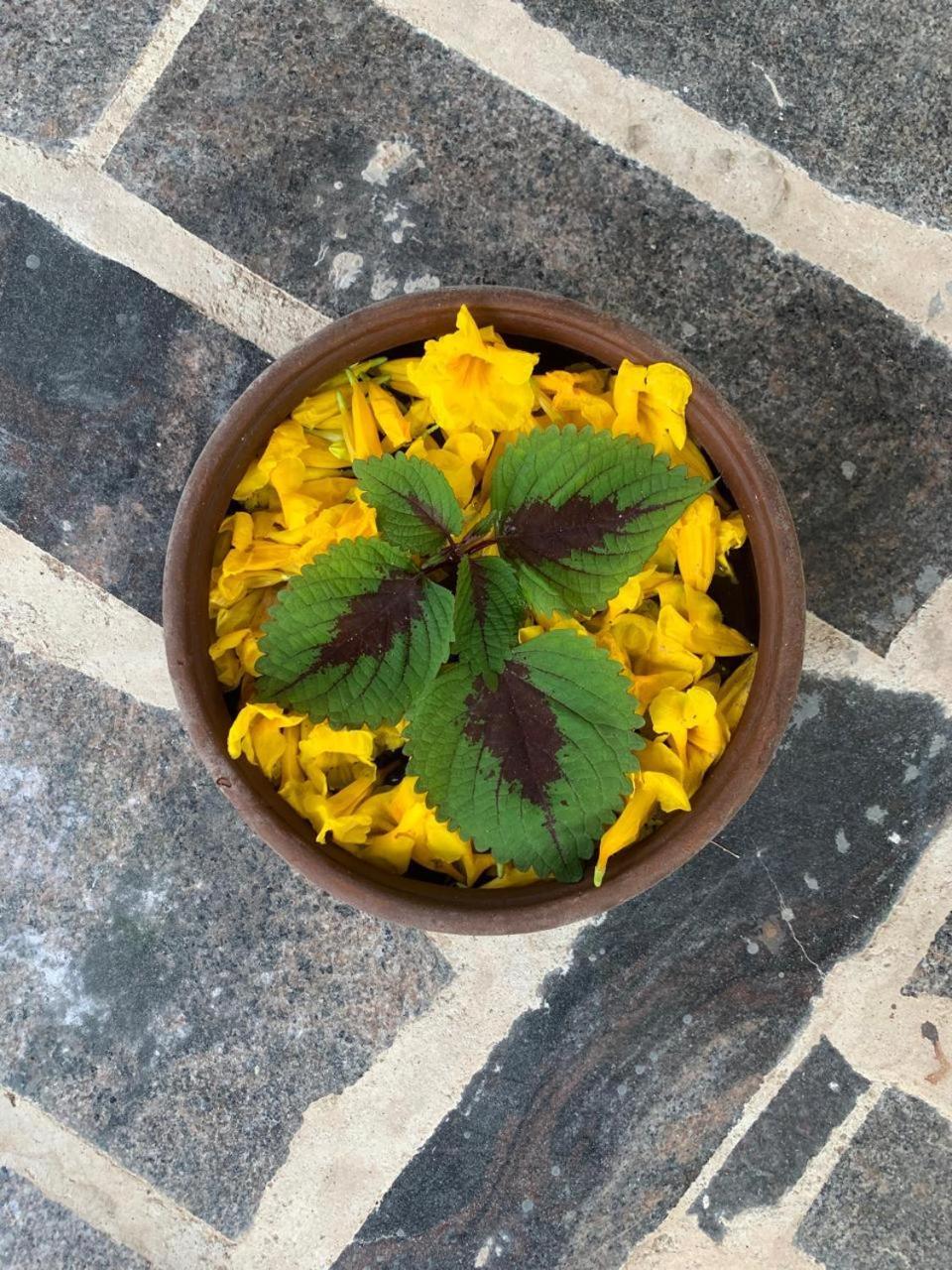 فاركَالا Villa Mandala Guest House المظهر الخارجي الصورة